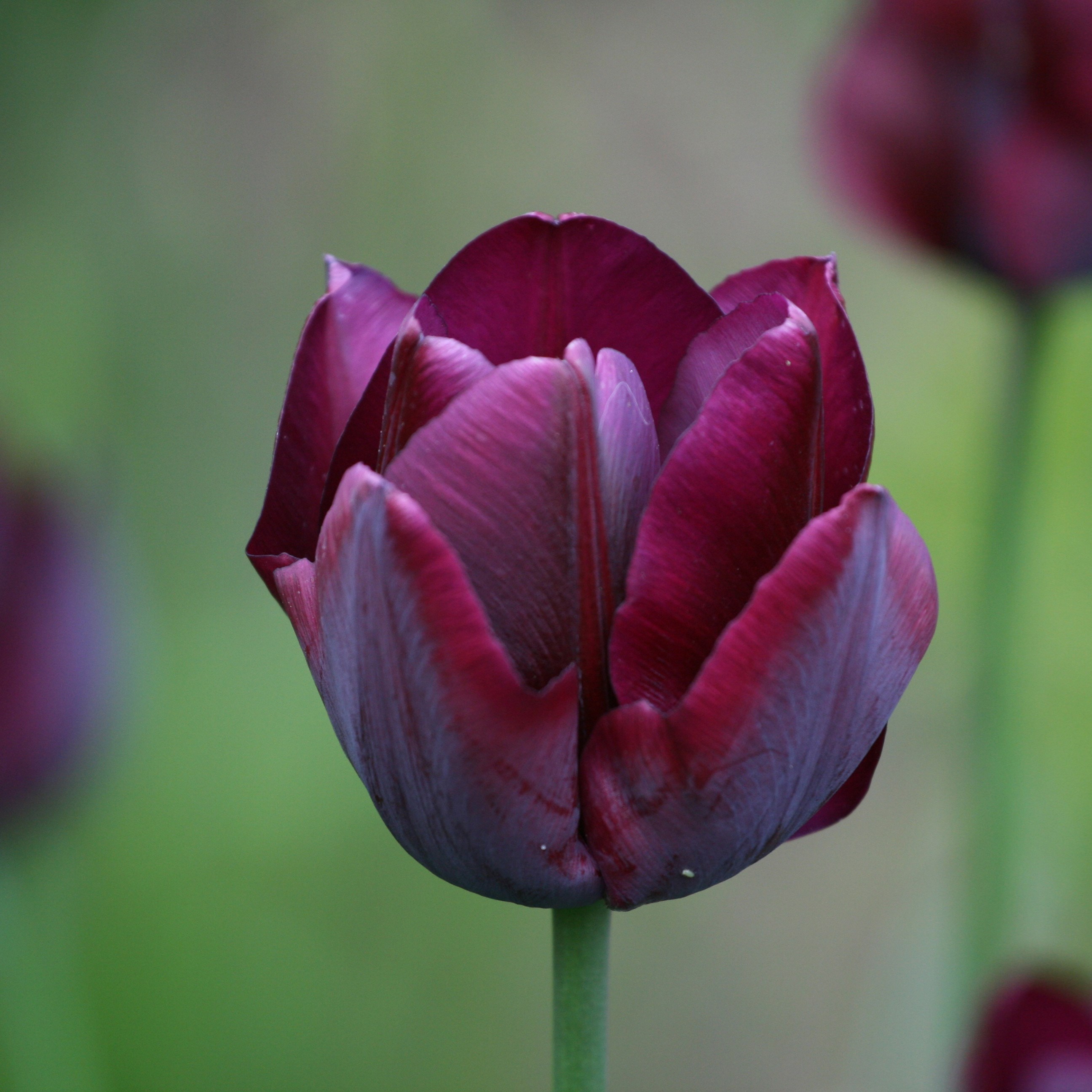 <i>Tulipa</i> 'Ronaldo'