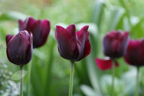 <i>Tulipa</i> 'Ronaldo'