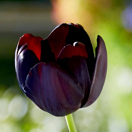 Tulipa Paul Scherer