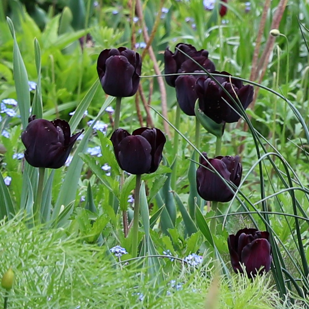 <i>Tulipa</i> 'Paul Scherer'