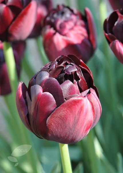 <i>Tulipa</i> 'Black Hero'