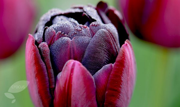 <i>Tulipa</i> 'Black Hero'