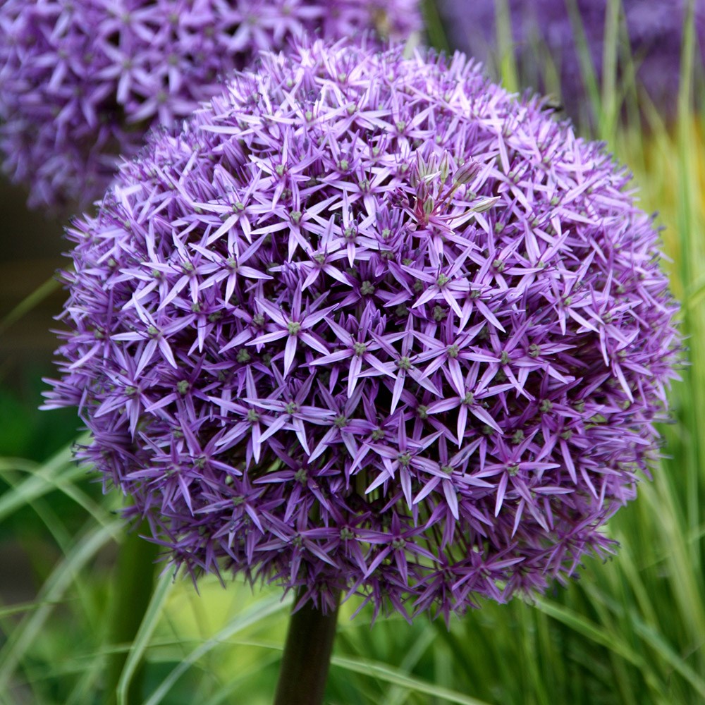 <i>Allium</i> 'Globemaster'