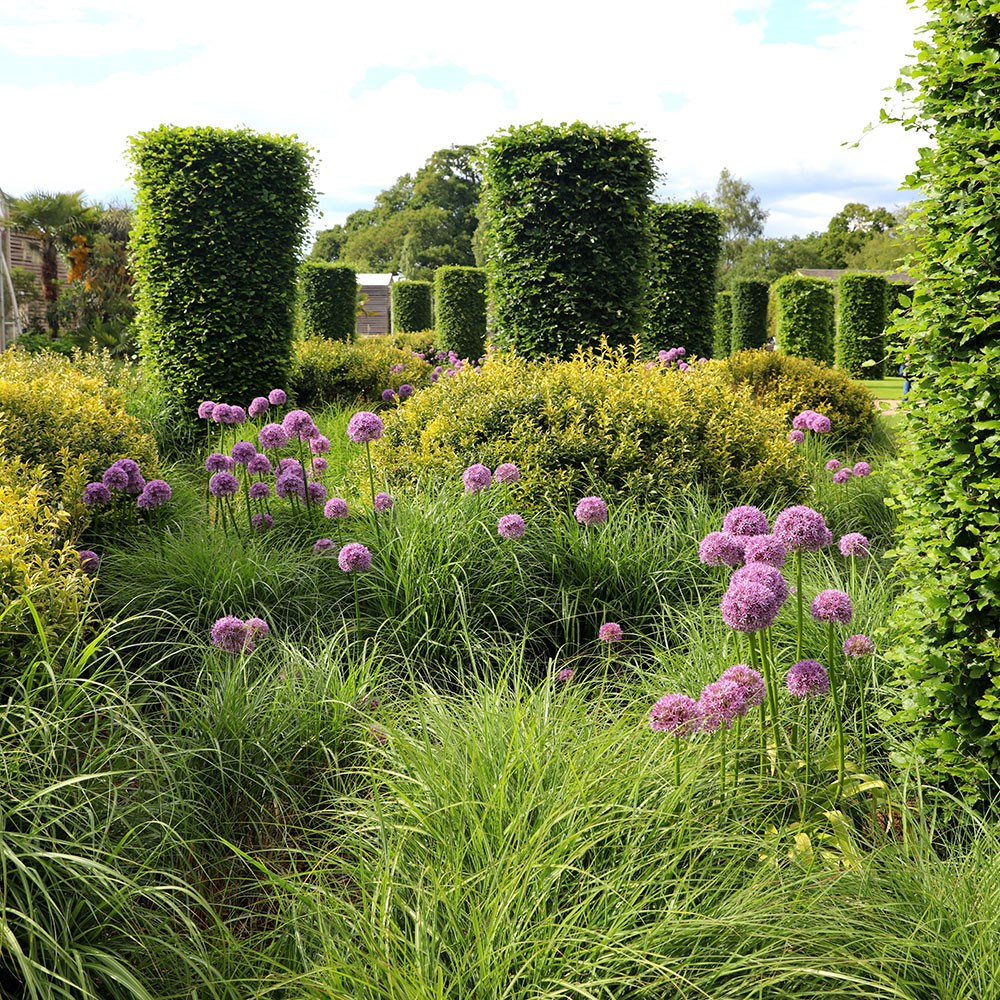 <i>Allium</i> 'Globemaster'