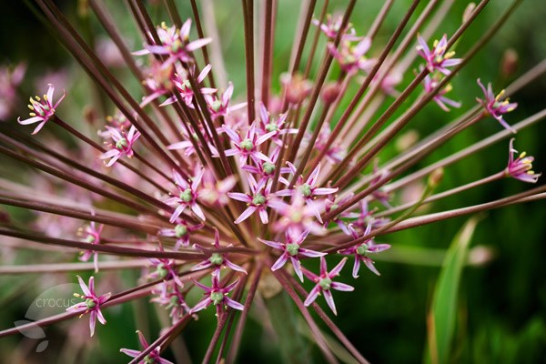 <i>Allium schubertii</i> 