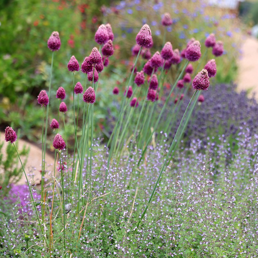 <i>Allium sphaerocephalon</i> 