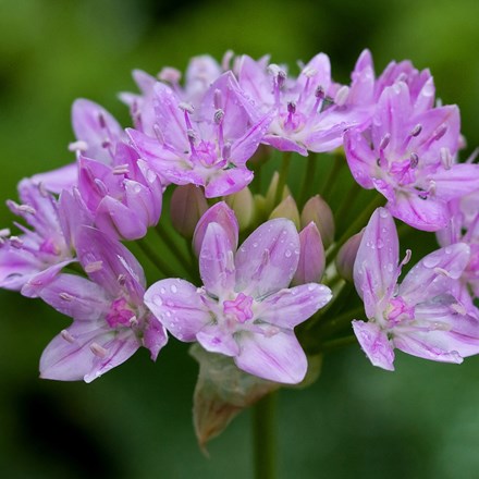 Allium unifolium