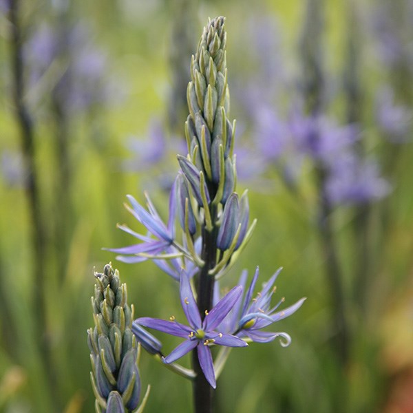 <I>Camassia leichtlinii</i> subsp. <i>suksdorfii</i>