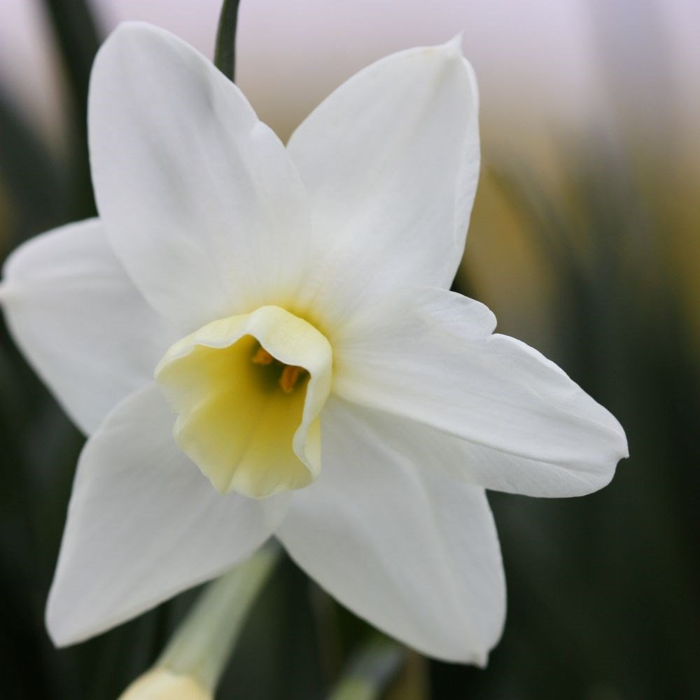 <i>Narcissus</i> 'Silver Chimes'