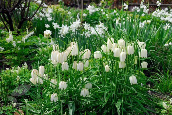 <I>Fritillaria meleagris</I> var. <I>unicolor</i> subvar. <I>alba</I>