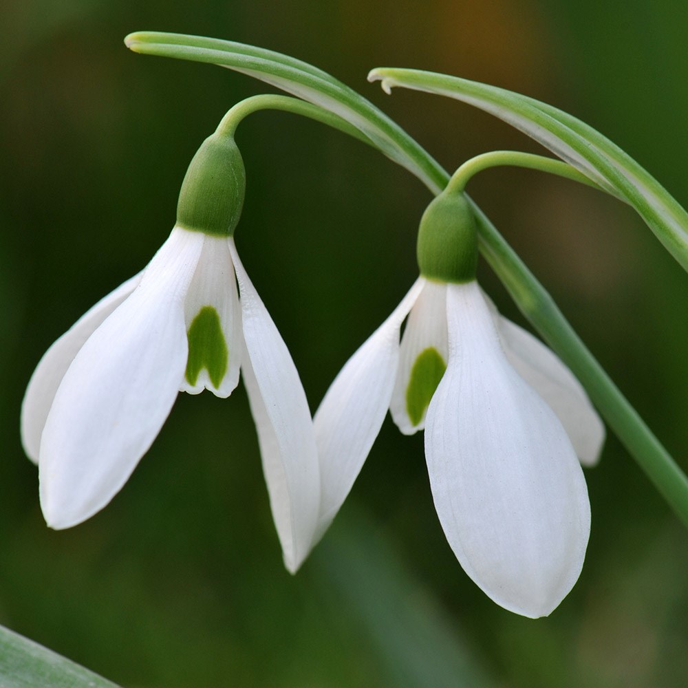 <i>Galanthus nivalis</i> 