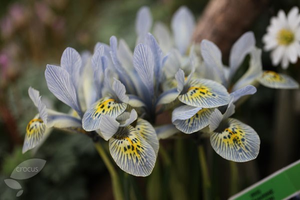 <i>Iris</i> 'Katharine Hodgkin' (Reticulata)