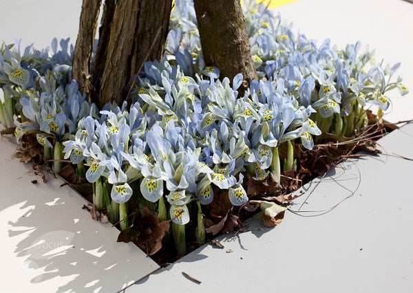 <i>Iris</i> 'Katharine Hodgkin' (Reticulata)