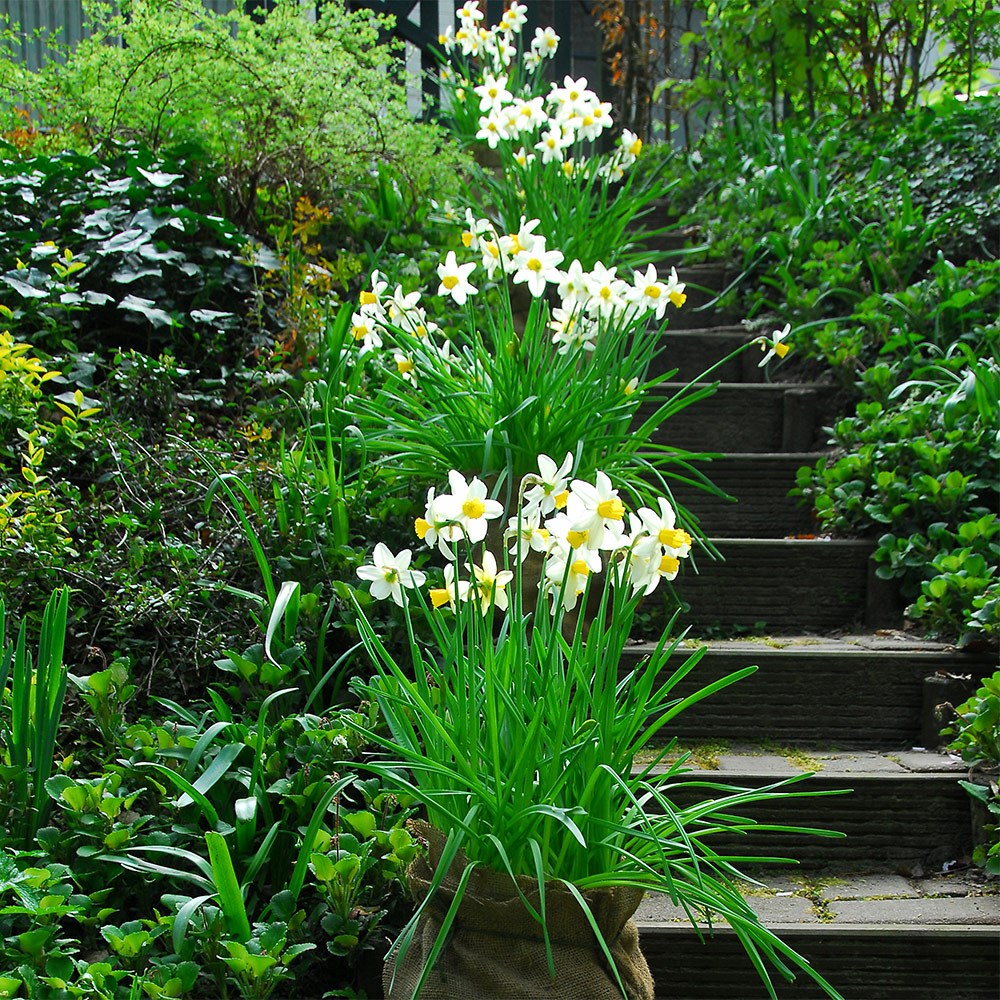 <i>Narcissus</i> 'Jack Snipe'