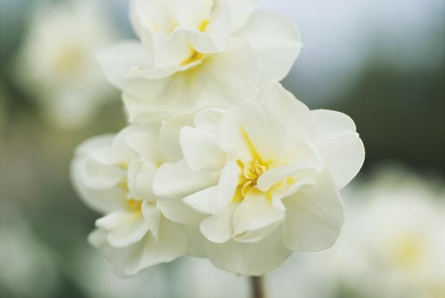 <i>Narcissus</i> 'Cheerfulness'