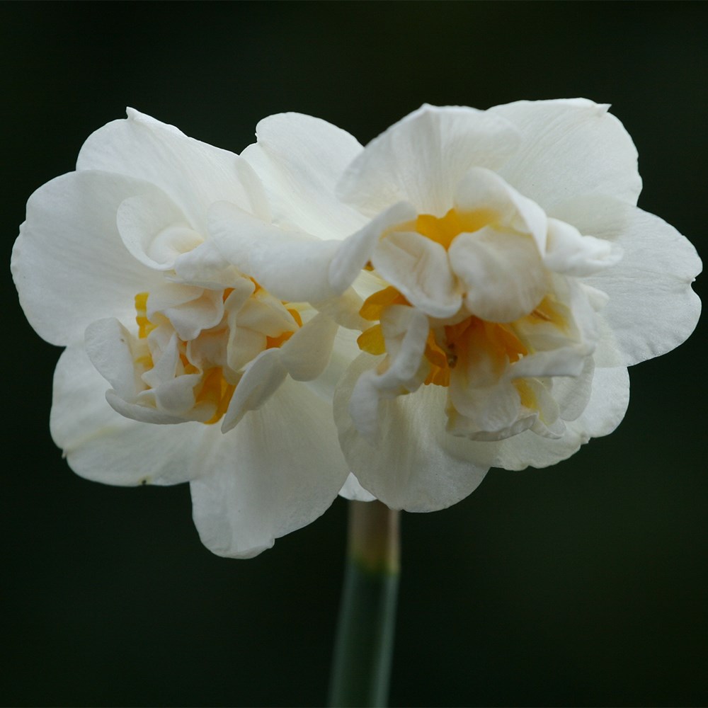 <i>Narcissus</i> 'Cheerfulness'