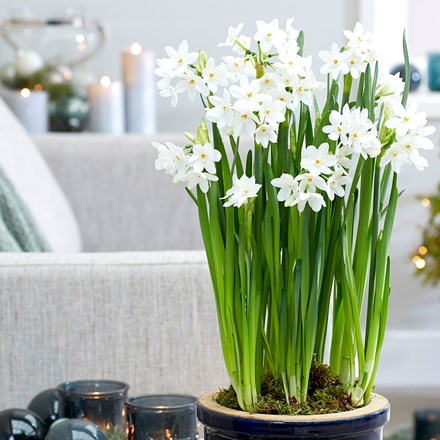 Narcissus papyraceus Ziva