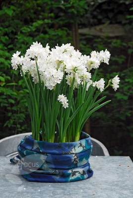 <i>Narcissus papyraceus</i> 'Ziva'