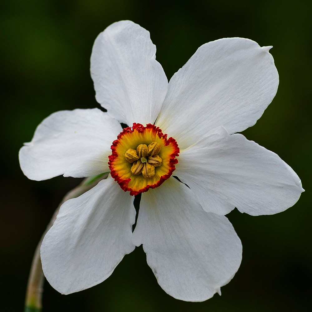 <i>Narcissus</i> 'Actaea'
