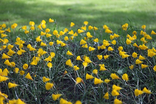 <i>Narcissus bulbocodium</i> 