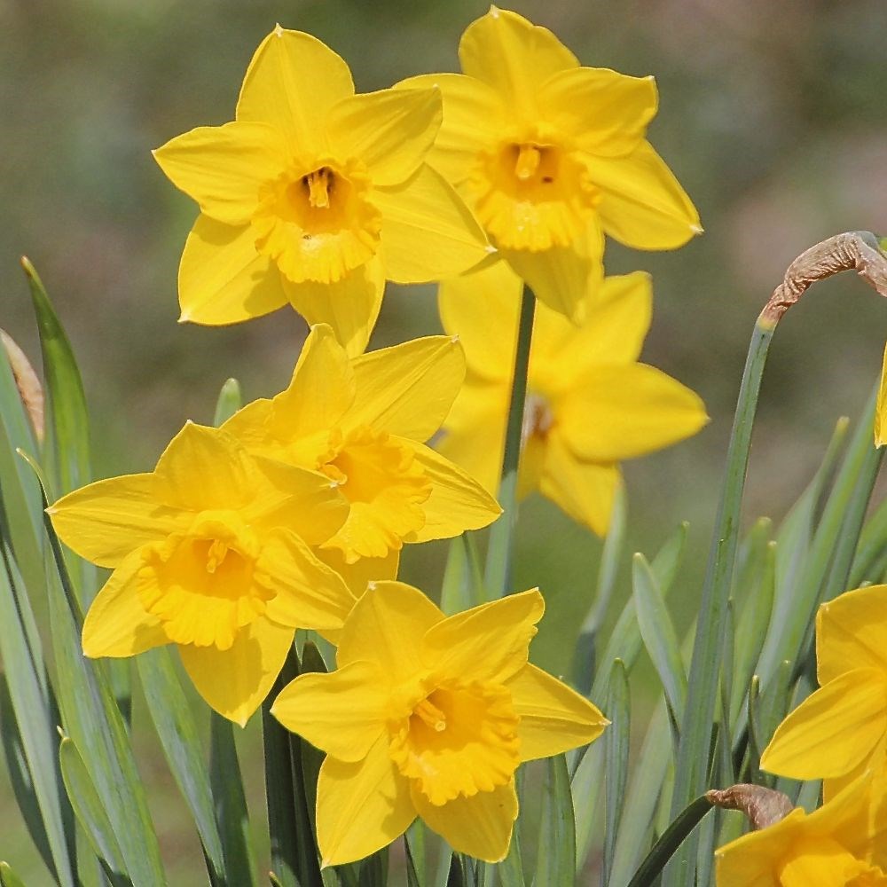 <i>Narcissus obvallaris</i> 