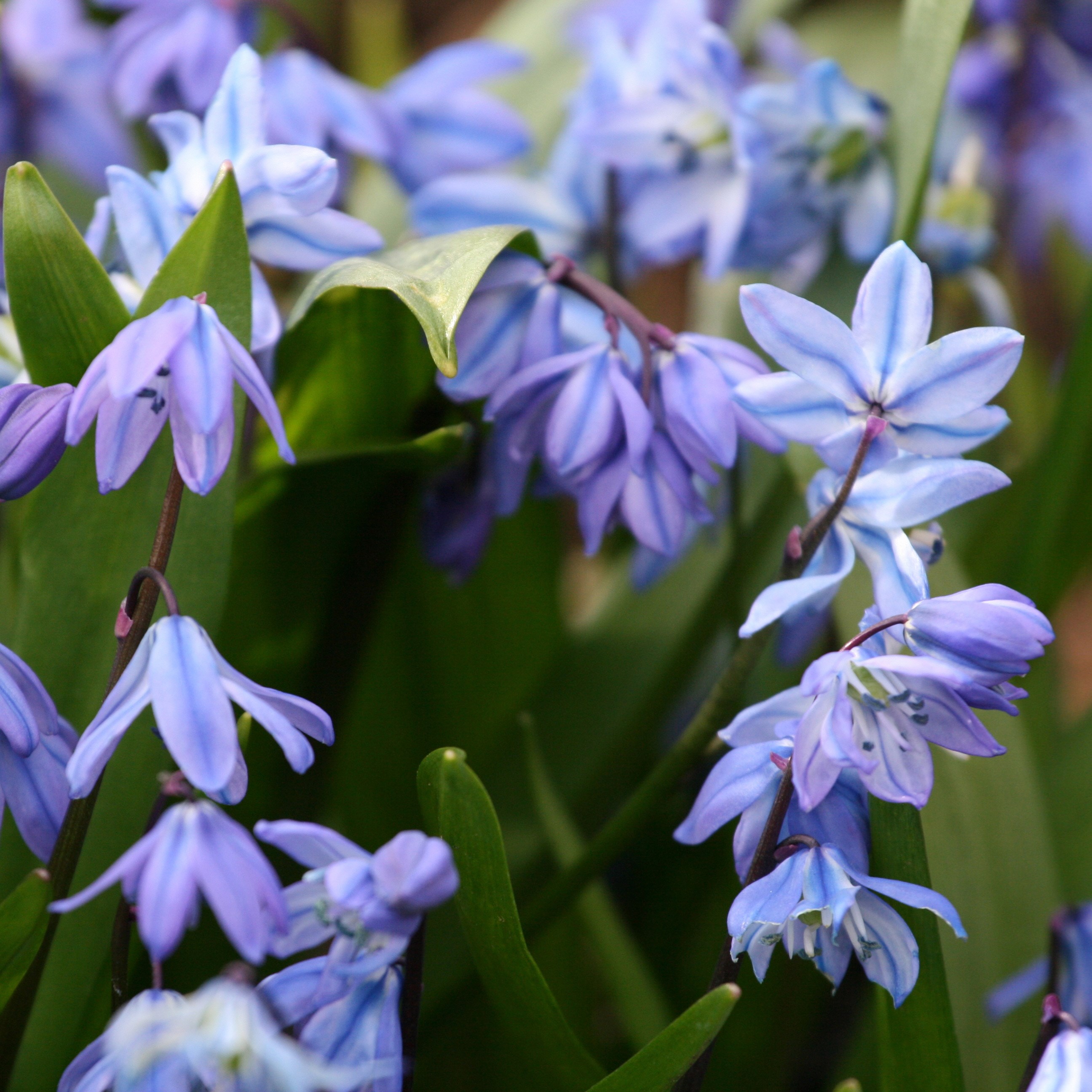 <i>Scilla siberica</i> 