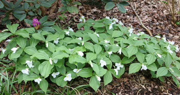 <i>Trillium grandiflorum</i> 