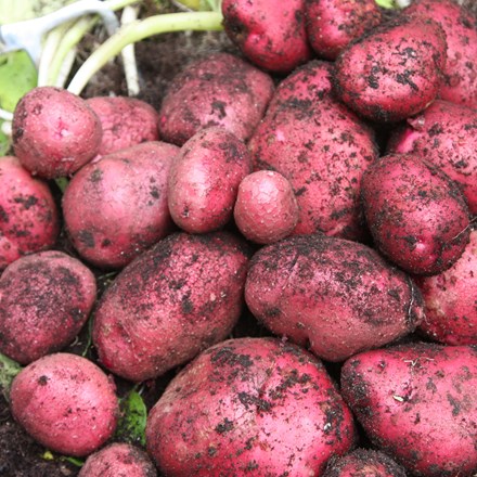 potato Red Duke of York