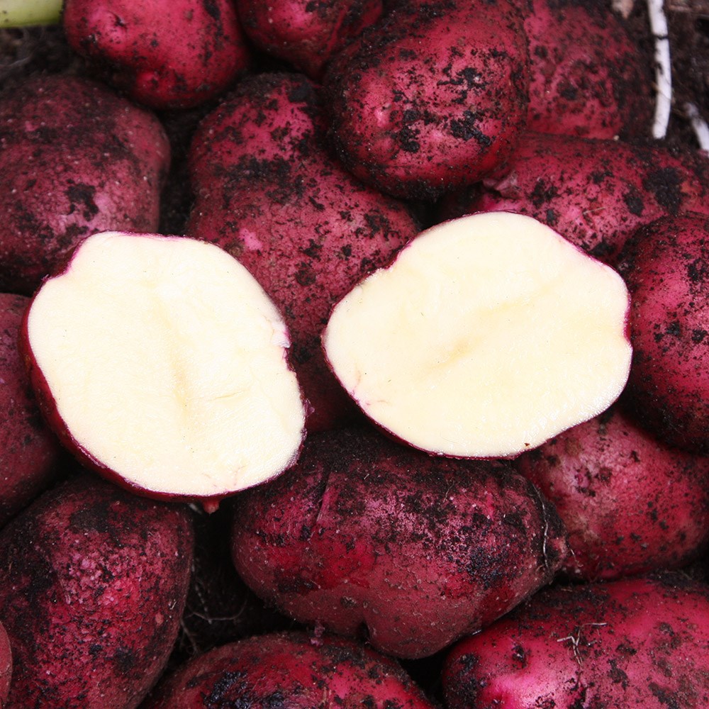 potato 'Red Duke of York'