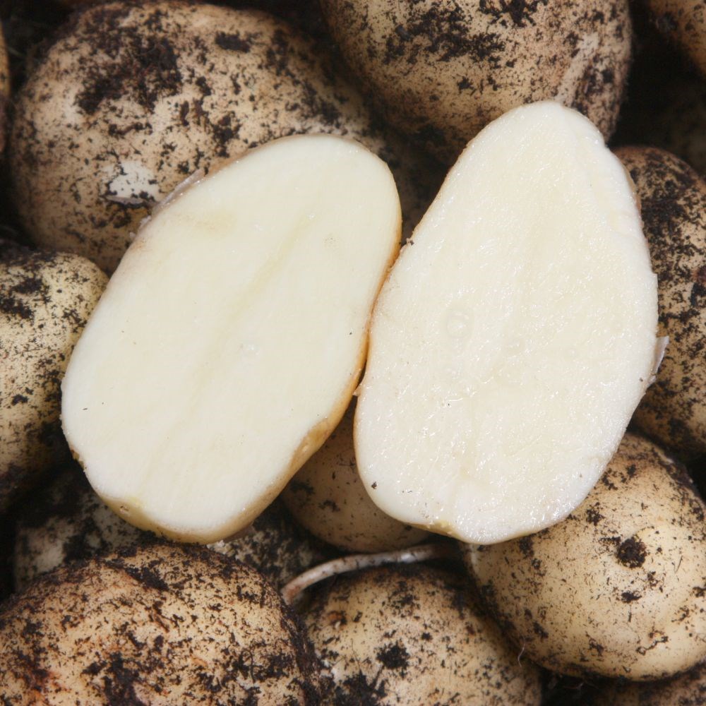 potato 'British Queen'