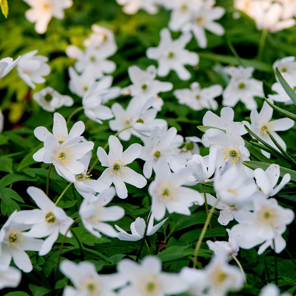 <i>Anemone nemorosa</i> 