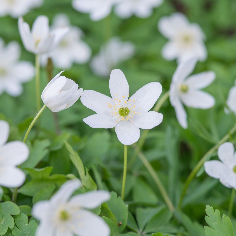 <i>Anemone nemorosa</i> 