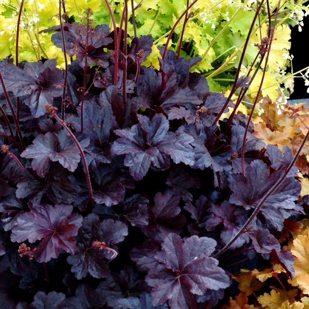<I>Heuchera</i> 'Obsidian' (PBR)