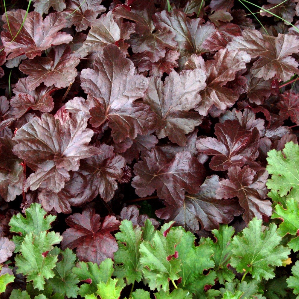 <I>Heuchera</i> 'Obsidian' (PBR)