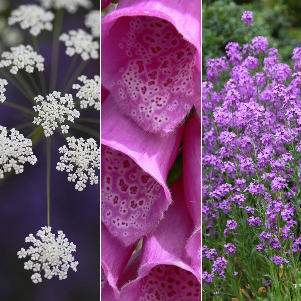 Attracting wildlife seed combination