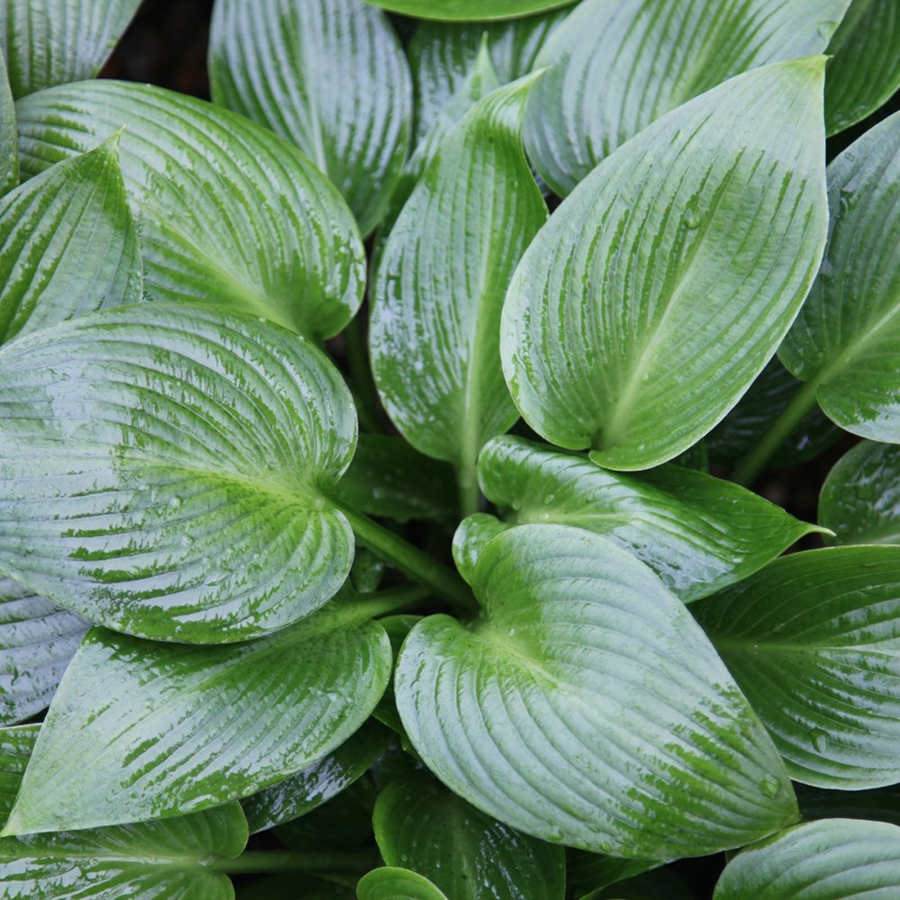 Damp shade mini-border collection