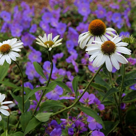 Cool tones plant combination