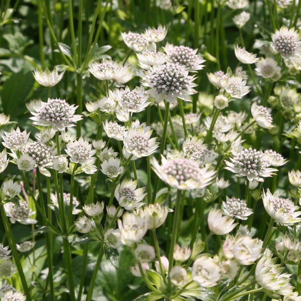 <i>Astrantia major</i> 'Star of Billion' (PBR)