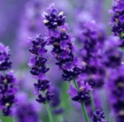 Buy lavender Lavandula angustifolia 'Imperial Gem': Delivery by Crocus
