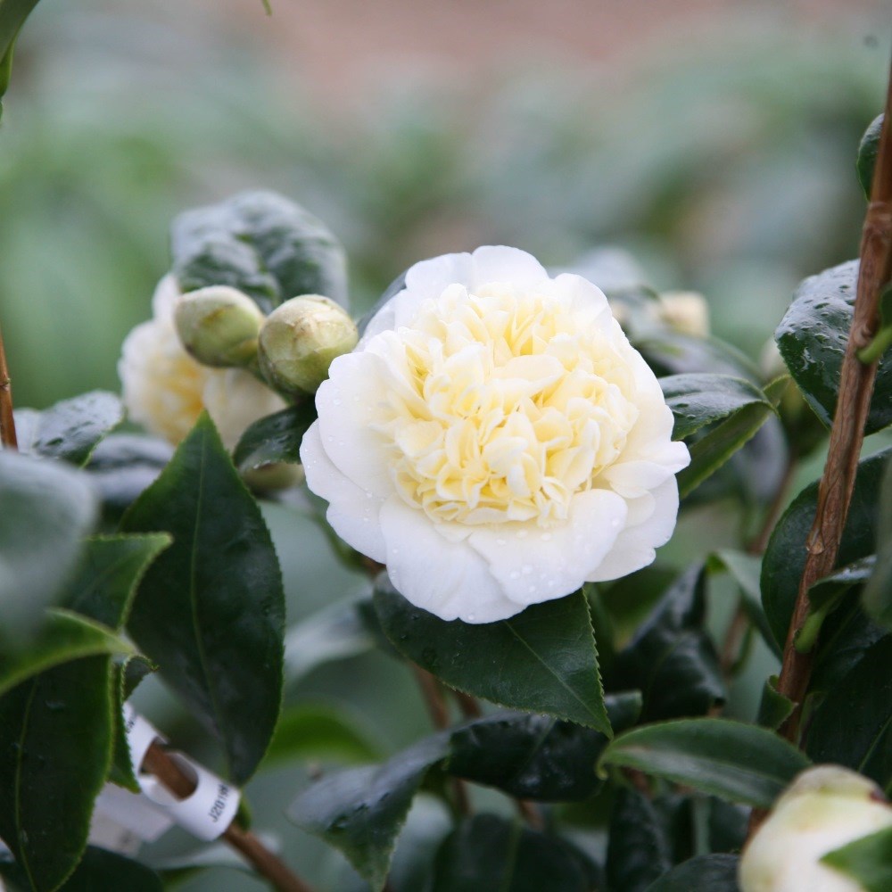 <i>Camellia japonica</i> 'Brushfield's Yellow'