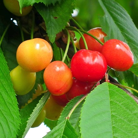 cherry Merton Glory