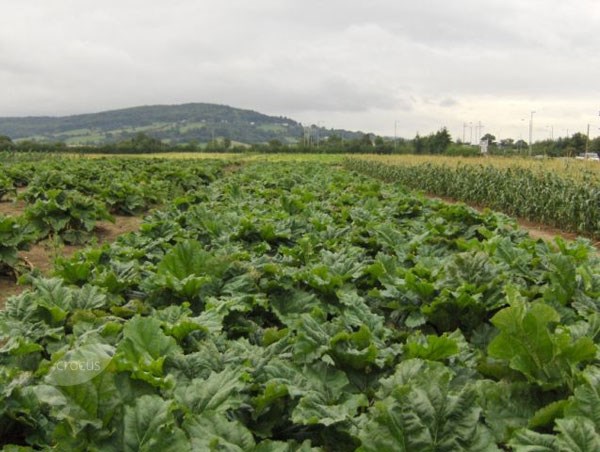 rhubarb 'Raspberry Red'