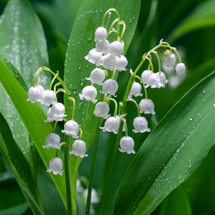 <i>Convallaria majalis</i> 