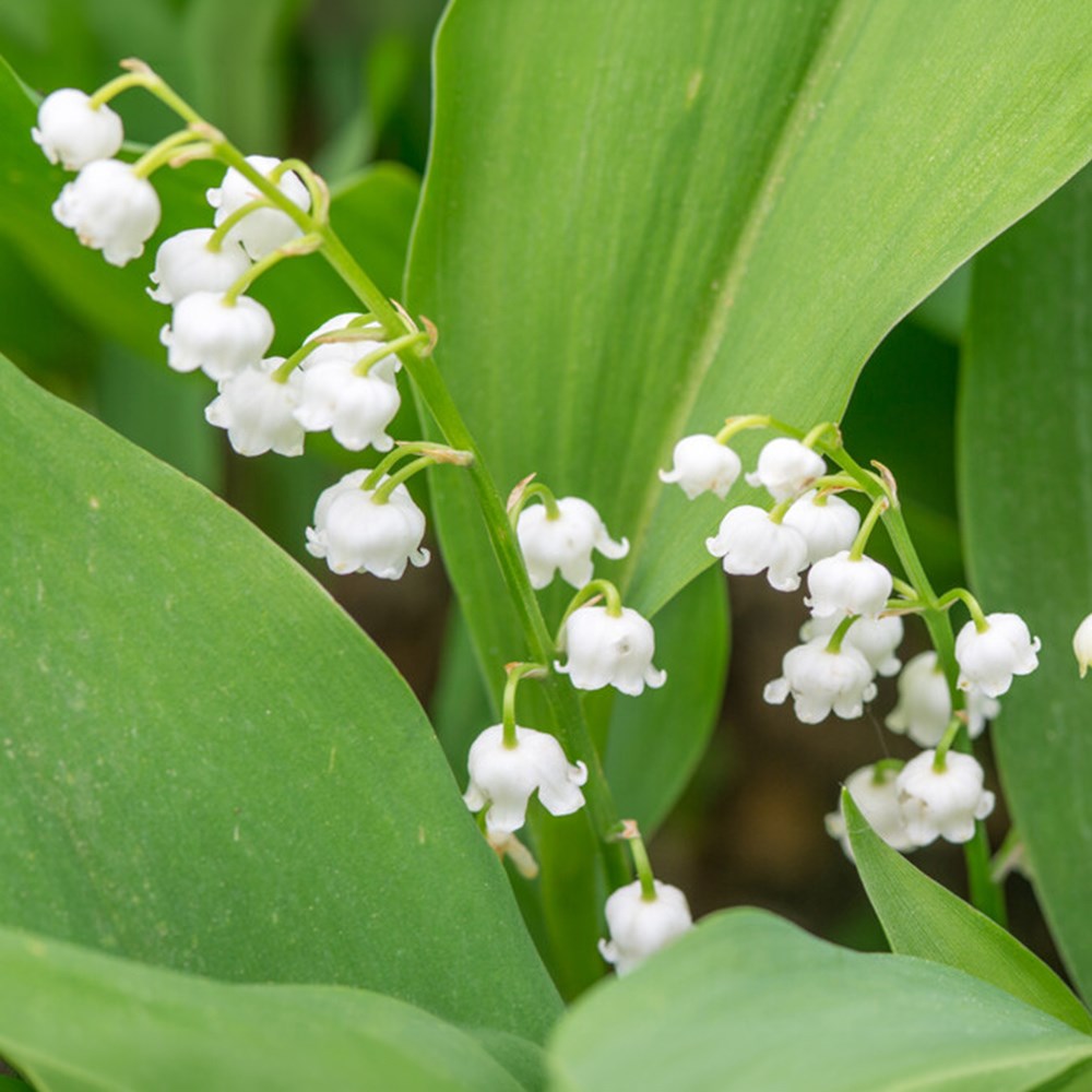 <i>Convallaria majalis</i> 
