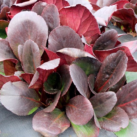 <i>Bergenia</i> 'Overture'