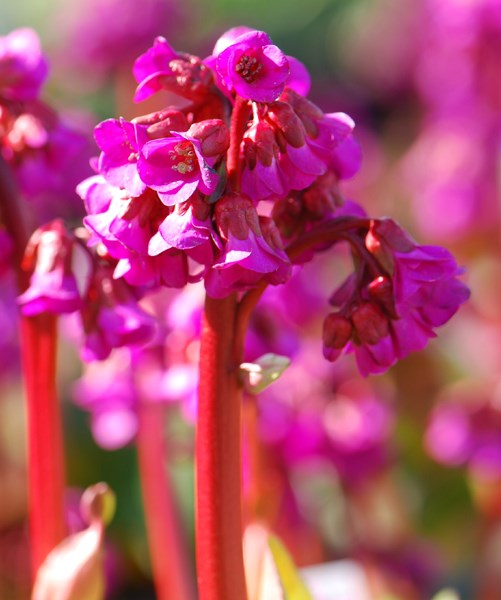 <i>Bergenia</i> 'Overture'