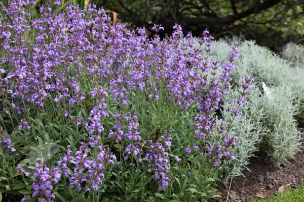 <i>Salvia lavandulifolia</i> 