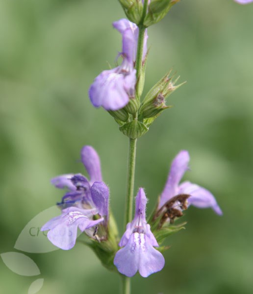 <i>Salvia lavandulifolia</i> 