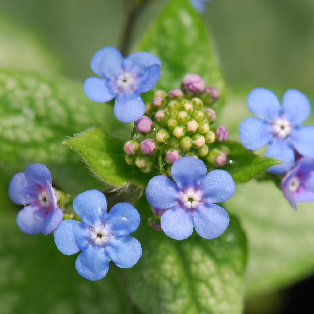 <I>Brunnera macrophylla</i> 'Jack Frost' (PBR)