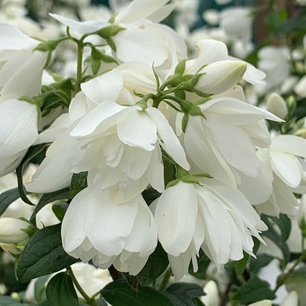 <i>Philadelphus</i> 'Snowbelle'